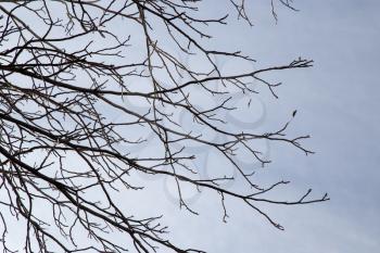 bare branches of a tree against the morning sky