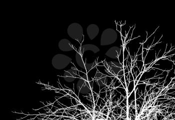 tree branches on a black background