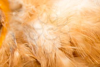 Rooster Feather background. fine texture
