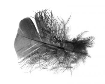 feather isolated on the white background