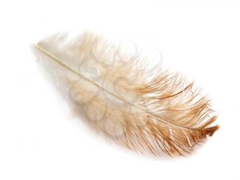 Single feather isolated on white background