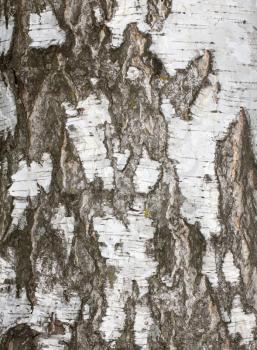 background from birch bark