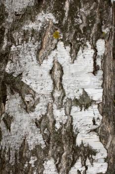 background from birch bark