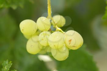 fresh ripe grapes in the countryside. macro