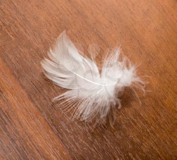 white feather on a wooden background