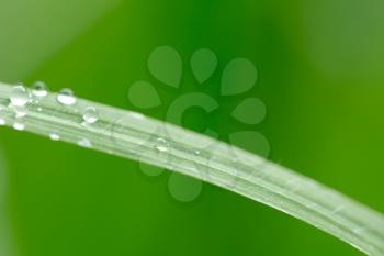 water drops on grass in nature. Macro