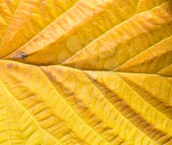 autumn leaf as a background. macro
