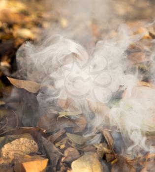 smoke from burning leaves