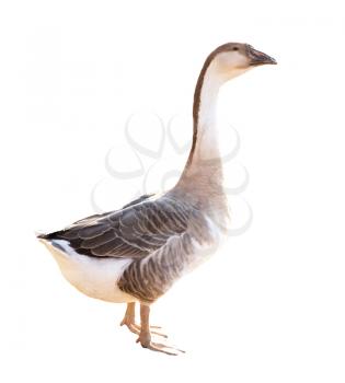 goose on white background