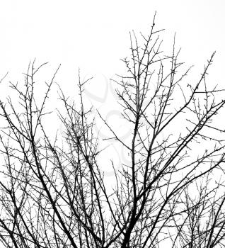 bare tree branches on a white sky