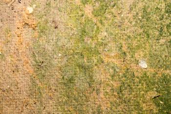 green moss on the old wooden background