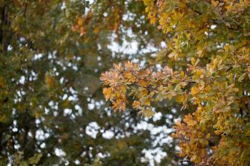 oak leaves in autumn outdoors