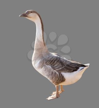 Goose on a gray background