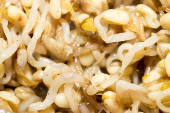 sprouted wheat in the salad. macro