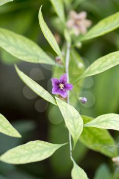 small purple flower. macro