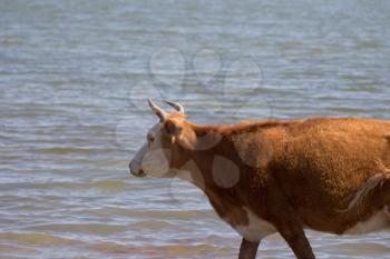 cow walking on the water in the lake