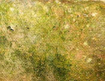 green moss on the old wooden background