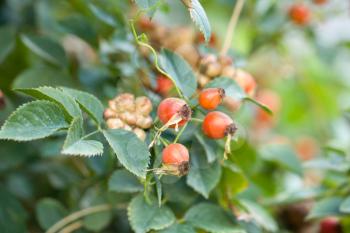 rosehip berries in nature