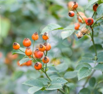 rosehip berries in nature