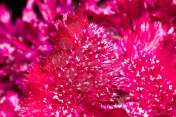 red velvet flower in nature