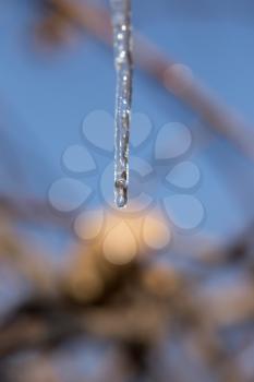 A drop of water is falling from an icicle
