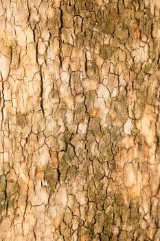 tree bark as background