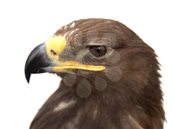 portrait of a hawk
