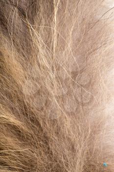 background of fur, close-up