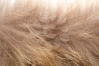 background of fur, close-up
