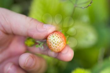 strawberry in hand on nature. macro