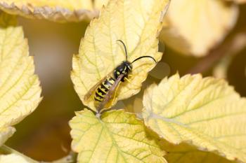 wasp on a yellow sheet. macro