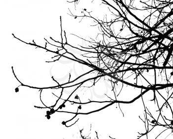 bare tree branches on a white sky