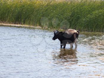 cow in the water on the lake