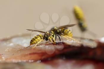 wasp eats fish meat. macro