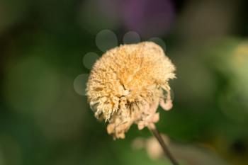 dry flower in nature