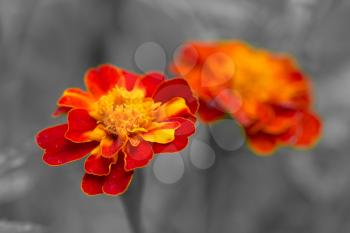 beautiful orange flower in nature