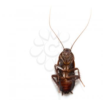 cockroach on white background. macro