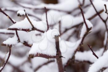Snow on the branches of a tree. macro