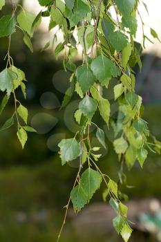 birch leaves on the tree in nature