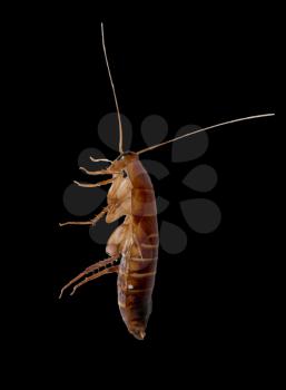 cockroach on a black background