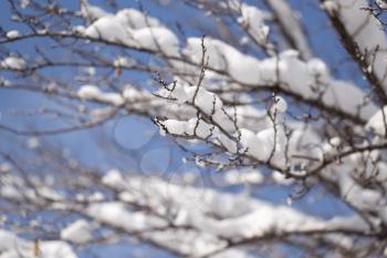snow on the bare branches of a tree
