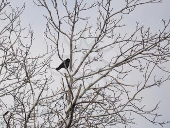 crow on a tree in winter