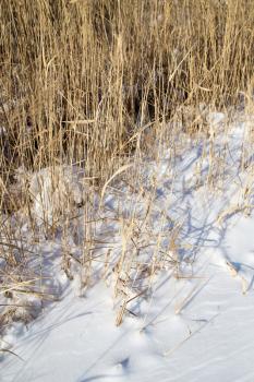 reeds in winter nature