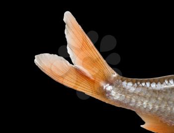 fish tail on a black background