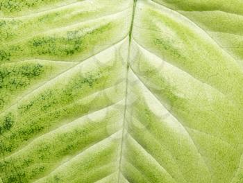 green leaf as background. macro