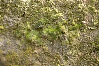 beautiful background of green moss. macro