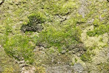 beautiful background of green moss. macro