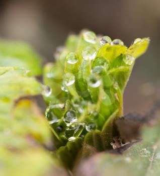 dew drops on strawberry leaves. macro