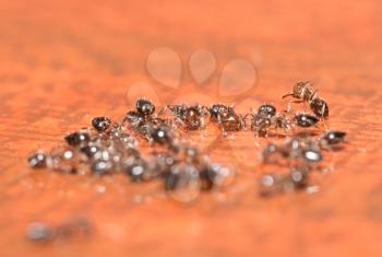 ants on a wooden background. macro