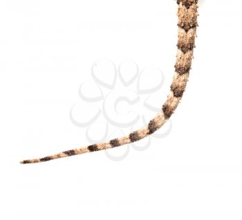 tail of a lizard on a white background. Macro